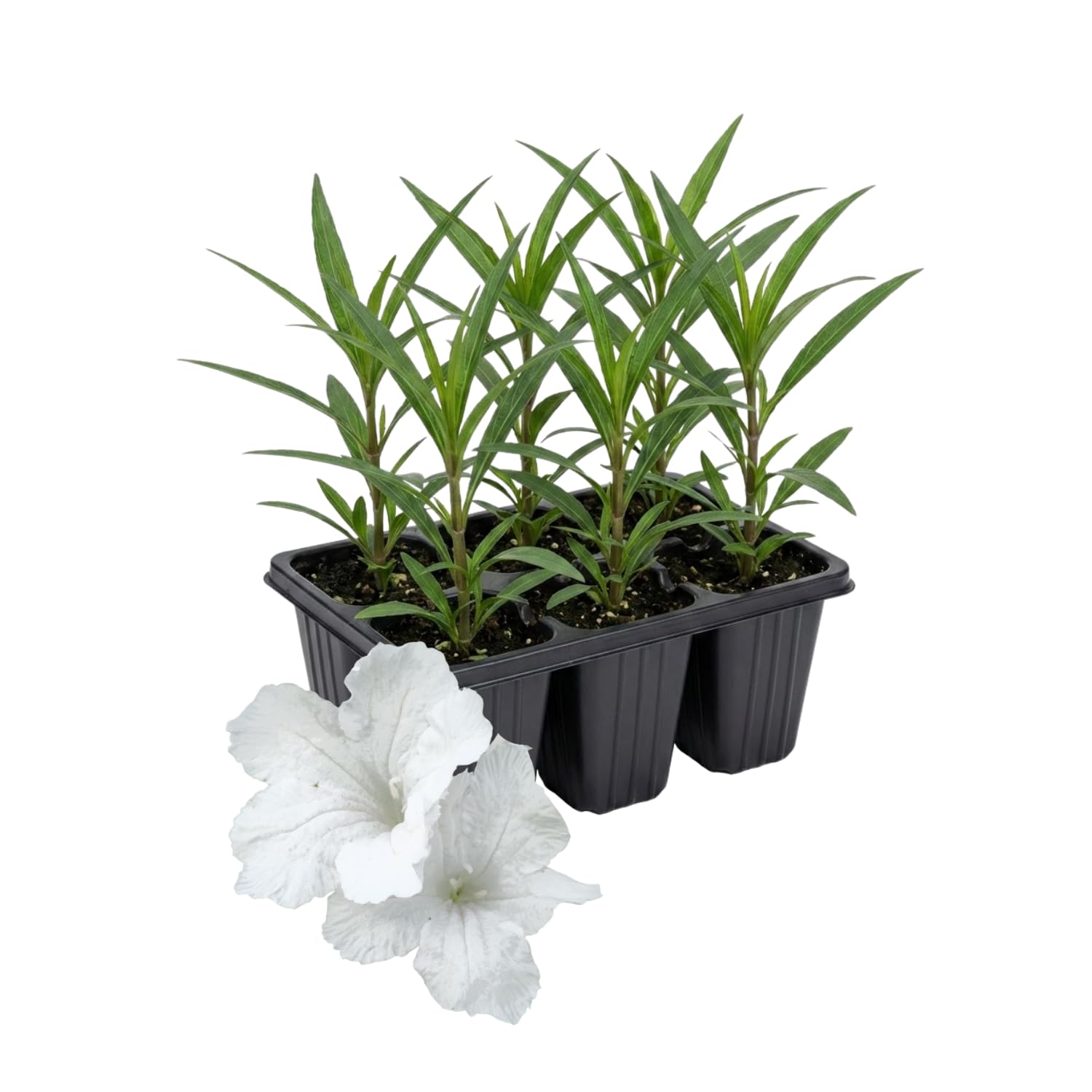 6 Mexican Petunia Live Plants, Vibrant, Low-Maintenance Perennial Flowers, 4-7 Inches, Garden or Containers Growing (Dwarf White)