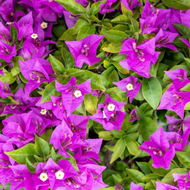 3 Purple Bougainvillea Plants Live, 4-8” Tall Flowering Bougainvillea Vines, Tropical Climbing Plants for Garden or Containers, No Pot