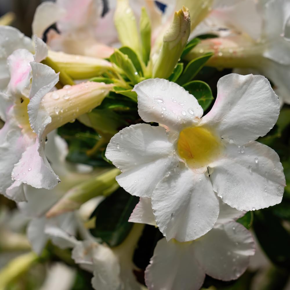 Pack 2 Desert Rose Plants Live, Adenium Desert Rose, Indoor Outdoor Planting from 4 Inches (2 White)