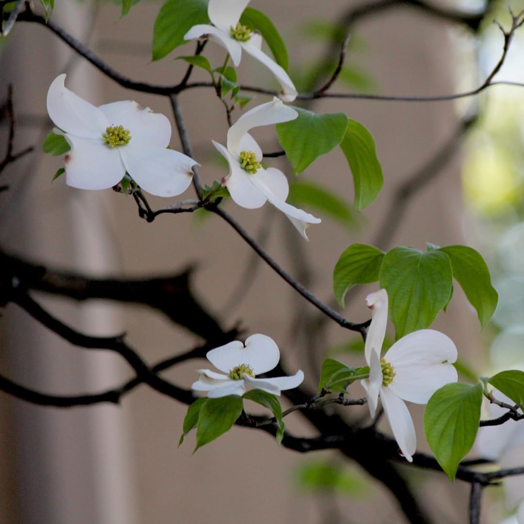 Live Dogwood Tree Plant, White Flowering Tree, 2 Feet Tall, Ready for Planting