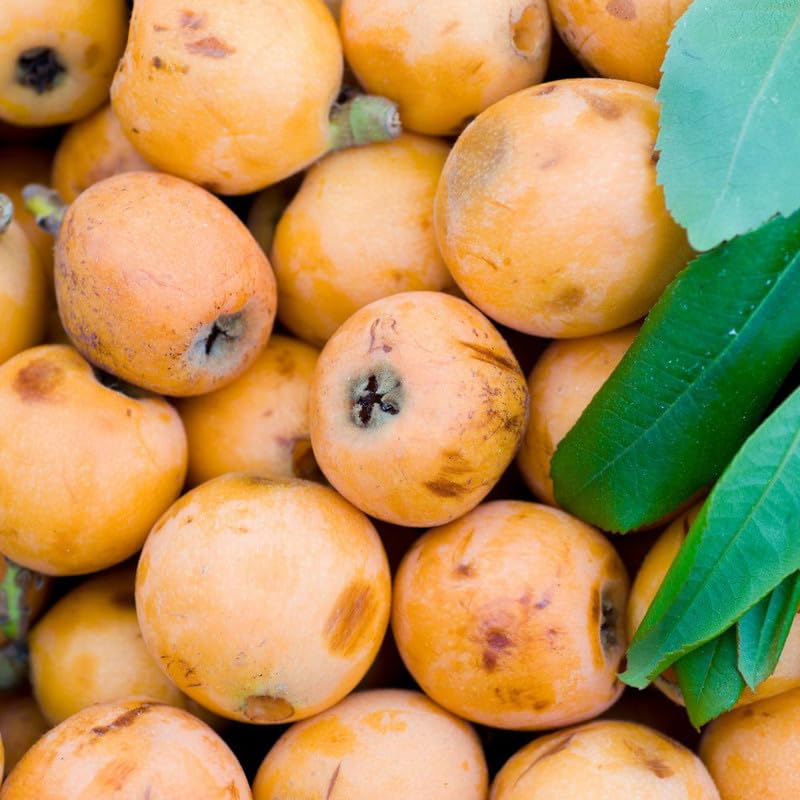 Loquat Tree Live Plant, 3 Gallon Pot, 2–3 ft Tall, Hardy Loquat Plant Live, Sweet Fruit Tree for Outdoor Garden, No Ship to CA