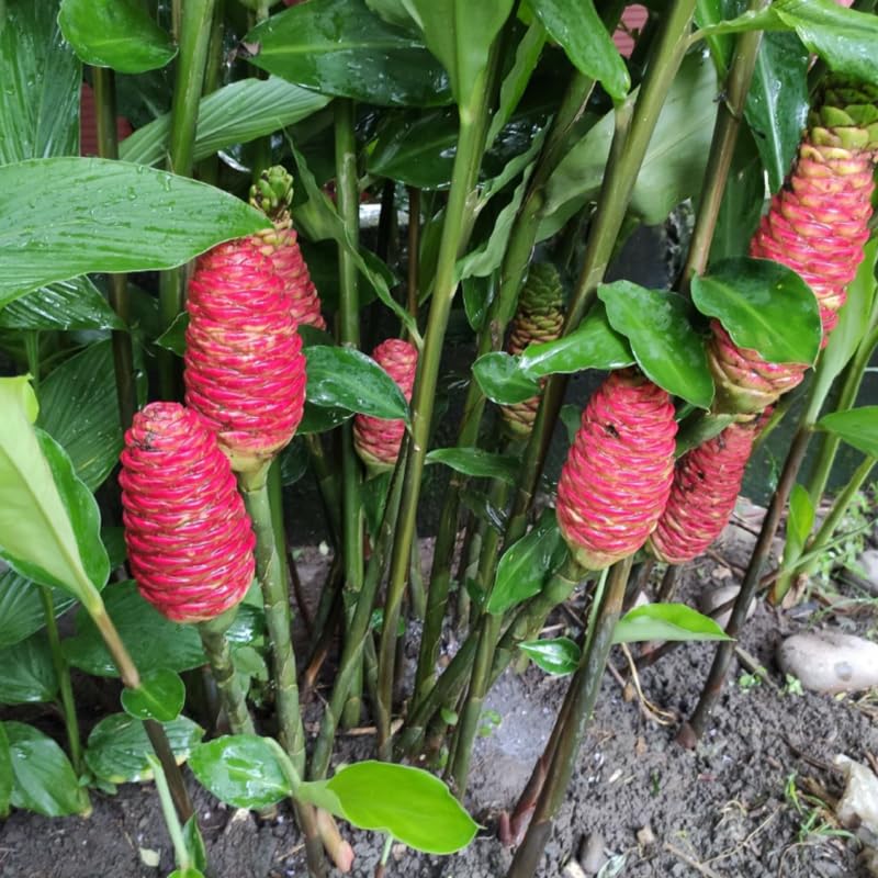 Set 15 Shampoo Ginger Roots, Zingiber Zerumbet, Pinecone Ginger Rhizomes Ready to Plant