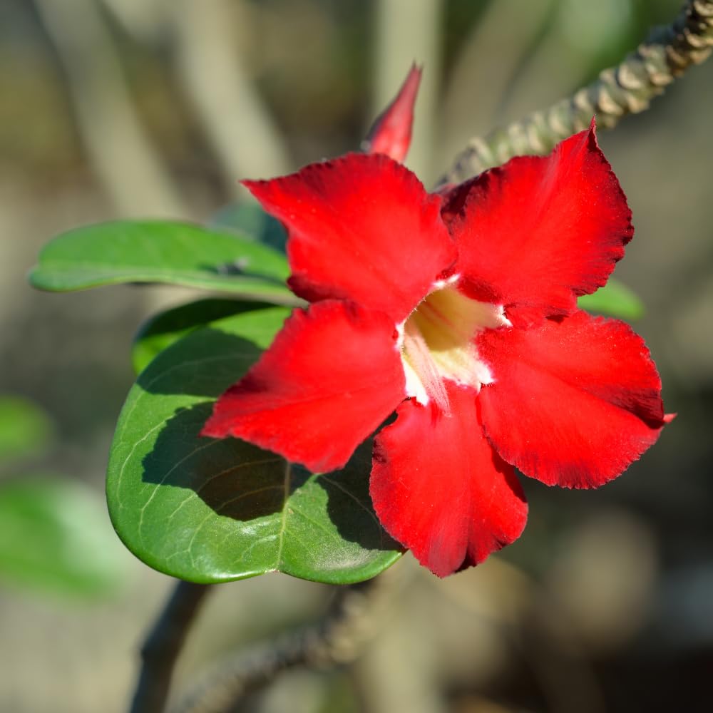 Adenium Desert Rose Plant, Starter Desert Rose for Planting Indoor Outdoor, 4-6 Inches, Flowering Succulent Seedling (Red Blooms)
