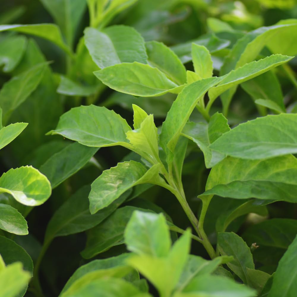 Longevity Spinach Live Plant, Longevity Spinach Plant Live for Planting Vegetable Plants Gardening Outdoor