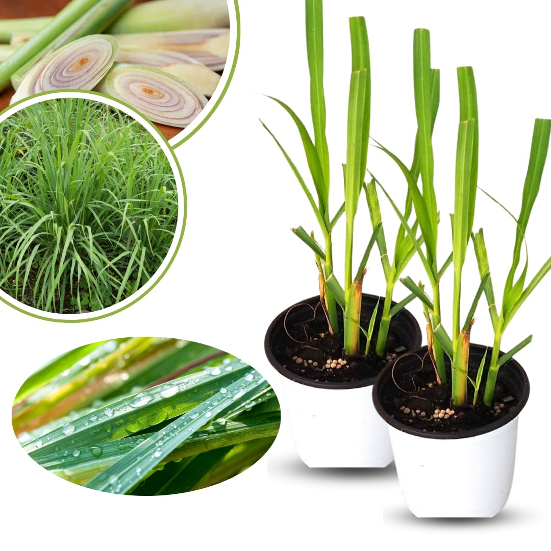 10 Large Lemongrass Plants Live Stalks, Lemon Grass Live Plant, Well Rooted and Hardy, Fragrant, 5-9" in Tall