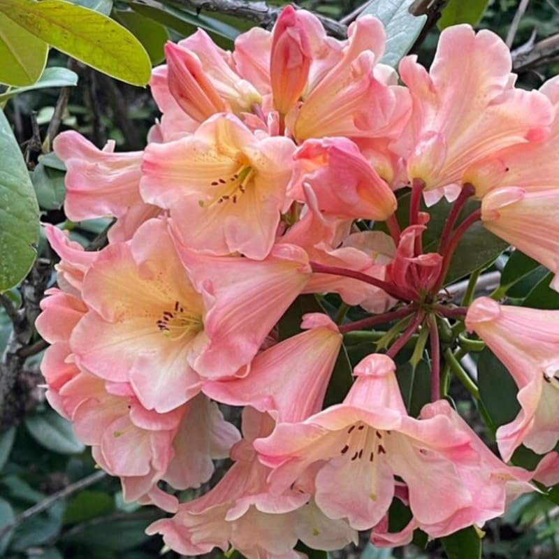 Yellow Cream Rhododendron Live Plant Shrubs for Outdoor Planting, Azalea Bushes Ready to Plant, Fragrant Rhododendron Plant Live