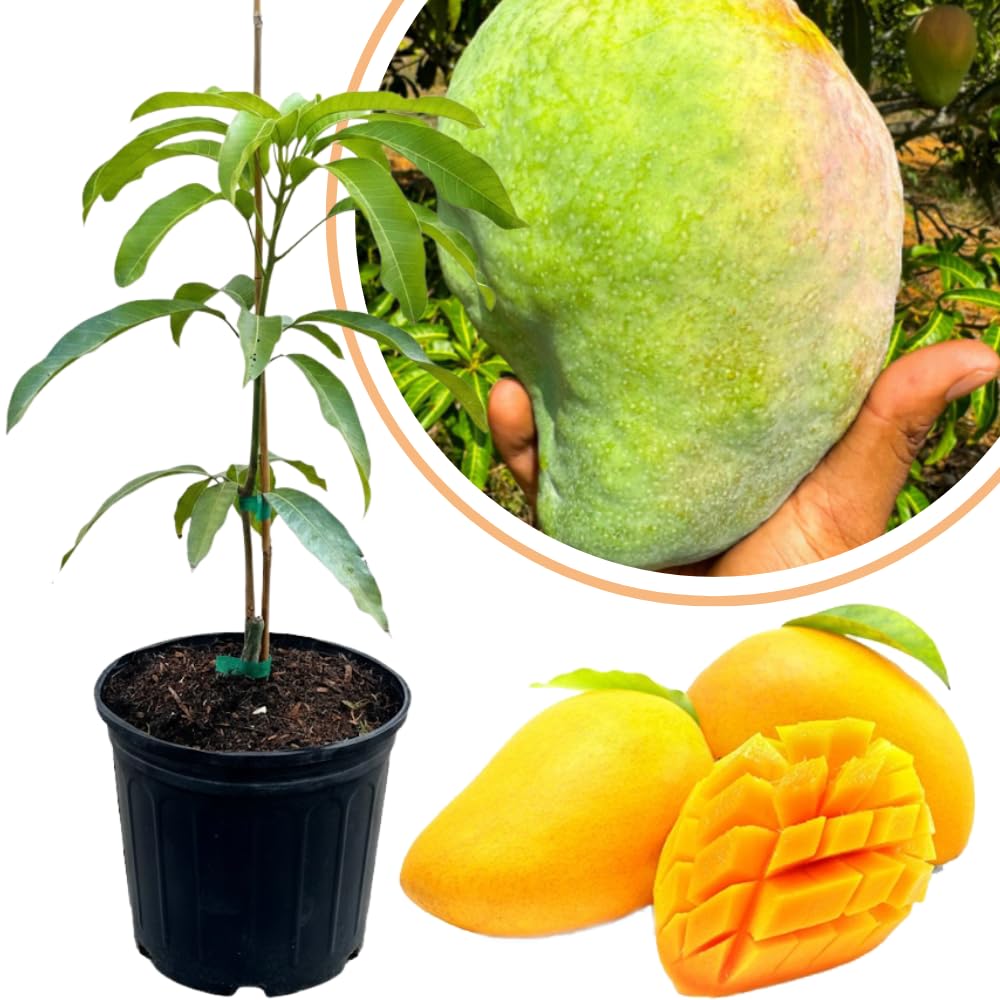 Ugly Mango Tree Live Plant, Fully Rooted in 3 Gallon Pot, Tropical Mango Fruit Tree for Indoor or Outdoor Growing