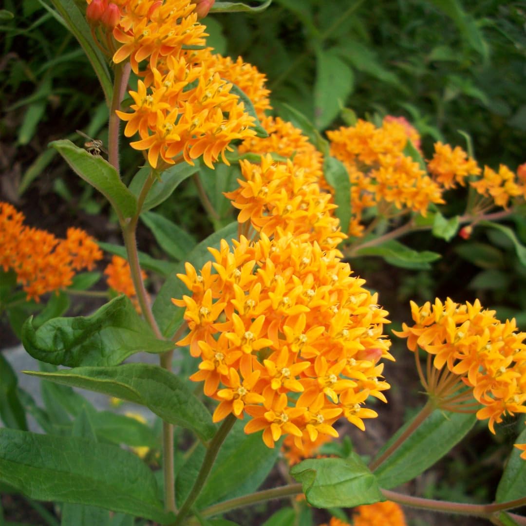 Set of 2 Live Milkweed Plants, Perennial Butterfly Milkweed Plants, Asclepias Tuberosa Plant, 5-8 Inch Tall for Indoor or Outdoor Planting (Orange Milkweed)