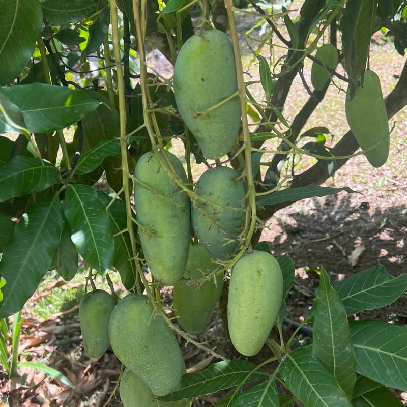 Green Mango Tree Live Plant Grafted, 2–3 Feet Tall in 3 Gallon Pot, Sweet Tropical Mango Fruit Tree