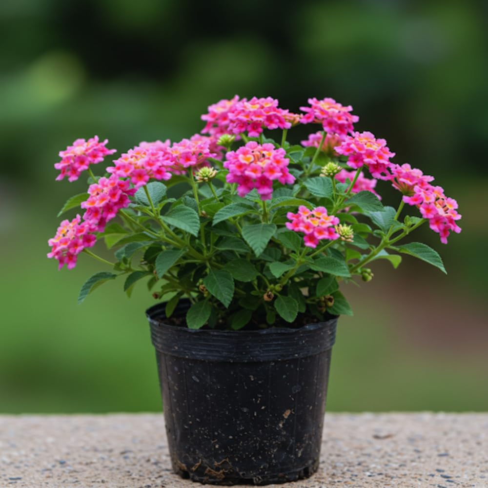 2 Pink Lantana Plants Live, 5 to 7 Inches Tall, Lantana Live Plants for Planting Outdoors, Perennial Flower Plant