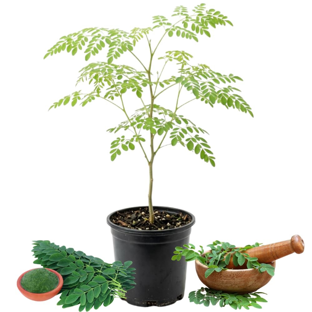 Moringa Tree Live Plant 1-2 Ft Tall in 1 Gallon Pot, Drumstick Moringa Oleifera Tree, Fast Growing Edible Tropical Tree - No Ship to CA