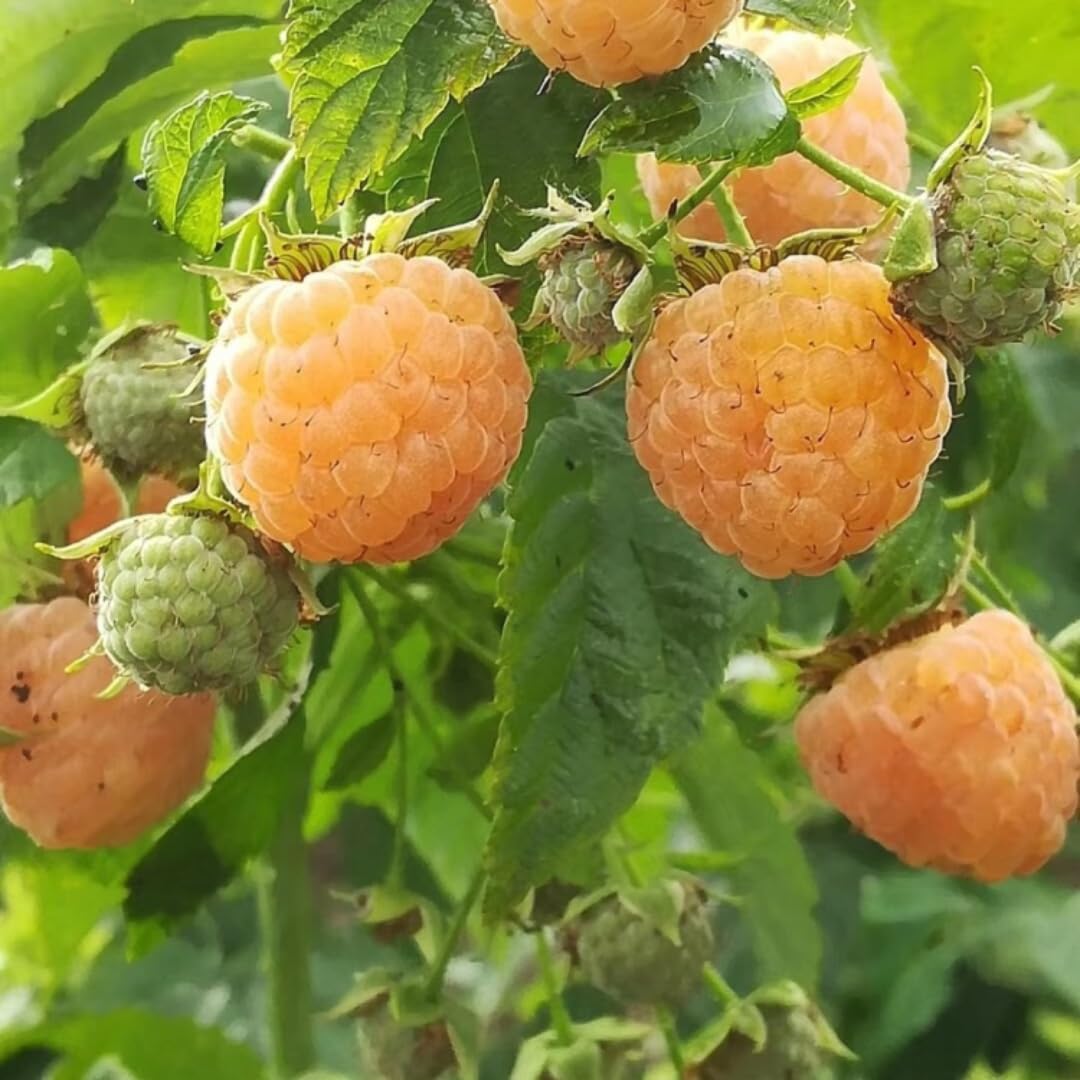 Set of 2 Raspberry Plants Live, Raspberry Bushes, Raspberries Plant, 4 to 6 Inch in Tall for Growing (Fall Gold Raspberry)