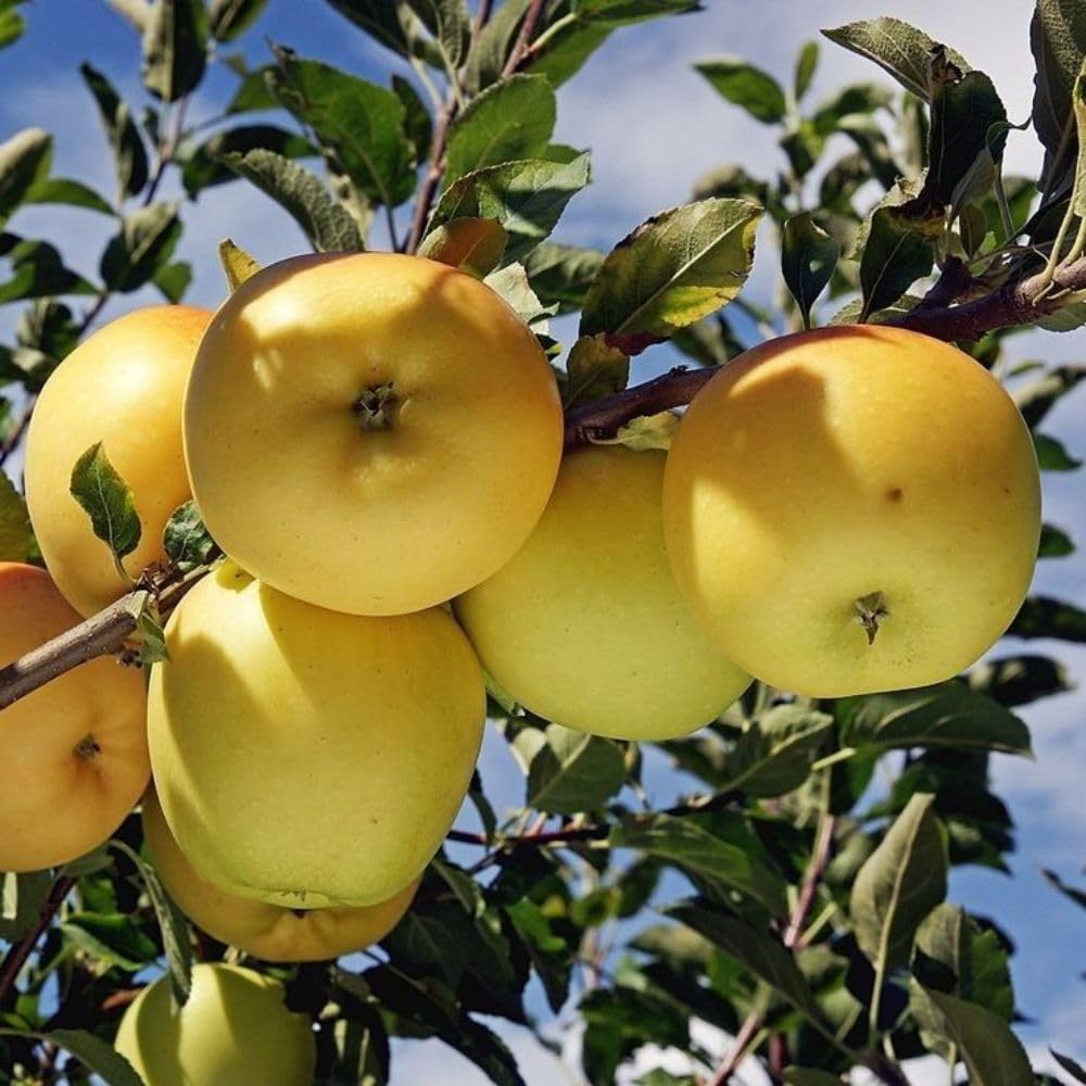 Golden Apple Trees Live Plants 3-4 Feet Tall, Sweet Apple Fruit Plants Live 3 Gallon Pot, Hardy Fruit Trees for Planting, No Ship to CA