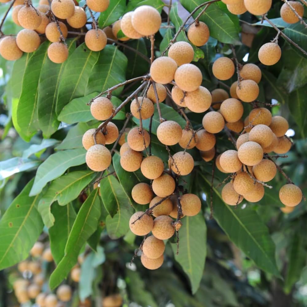 Live Longan Fruit Tree, 5-9 Inch Tall, Well-Rooted, Sweet Longan Plant Live