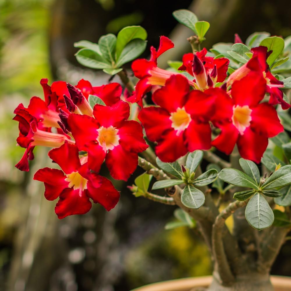 Pack 2 Desert Rose Plants Live, Adenium Desert Rose, Indoor Outdoor Planting from 4 Inches (2 Red)