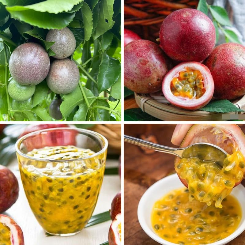 Purple Passionfruit Tree Live Plant, Passion Fruit Vine Plant, 4-8 Inches Tall, Outdoor Planting, Very Fast-Growing Vines