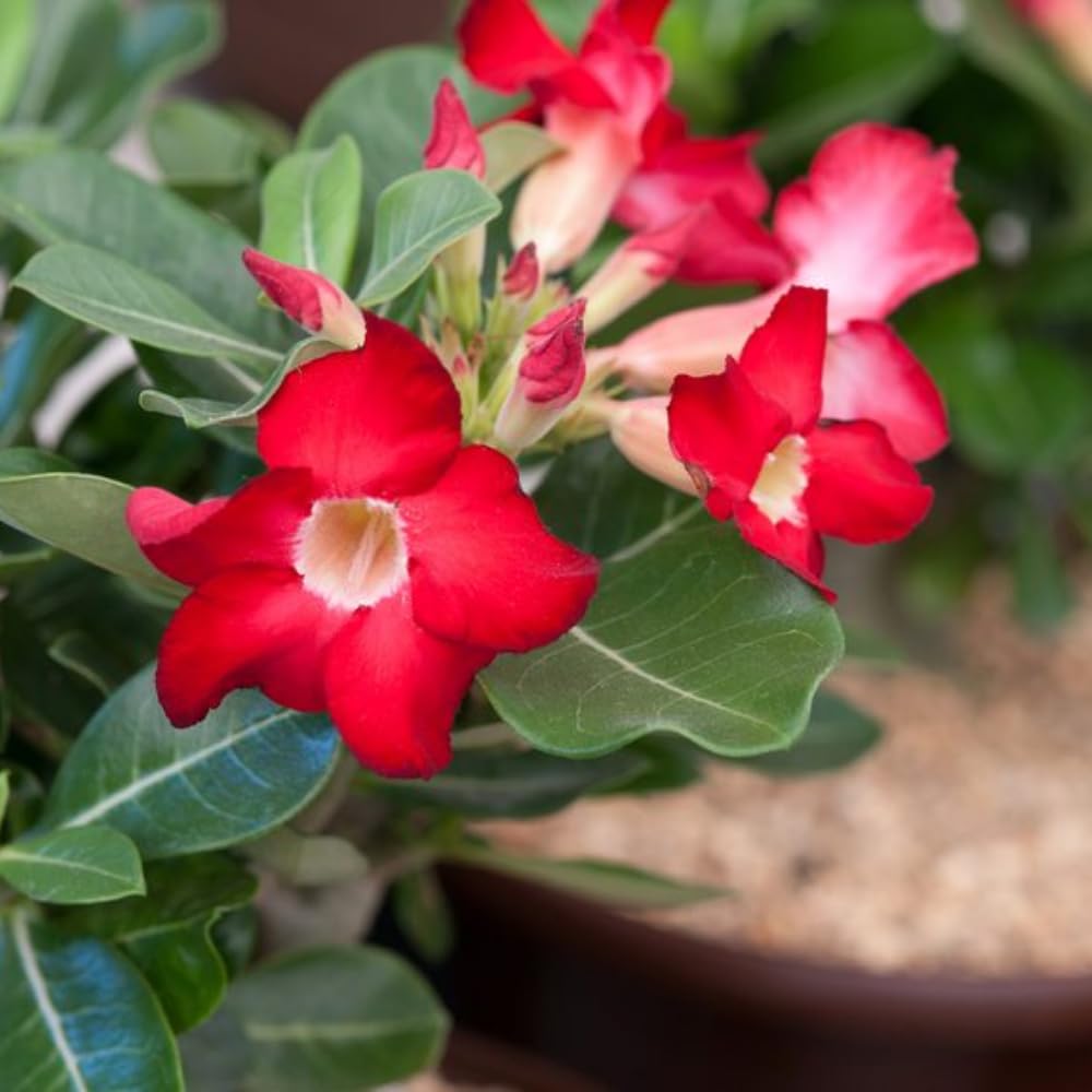 2 Desert Rose Plants Live, Mixed Adenium Obesum Desert Rose Flower Plants for Planting Indoor Outdoor Garden, 5 to 9 Inches Tall