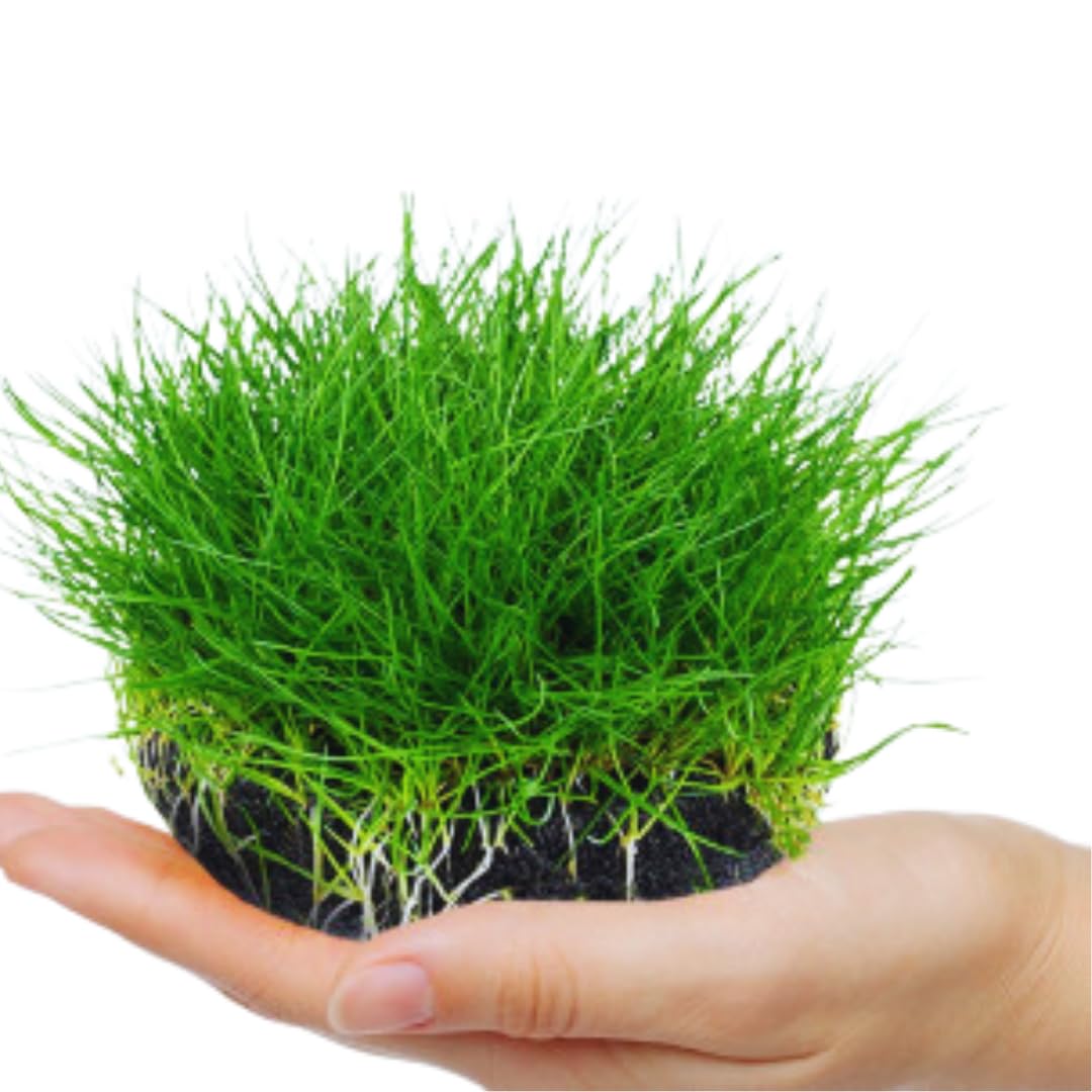 Live Aquarium Plants, 14 Dwarf Hair Grass Plants, Hairgrass Plant Aquarium, 3 to 6 Inc Tall, Live Dwaft Hairgrass Plant, Aquarium Grass Plants Live