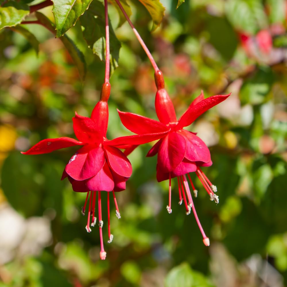 2 Fuchsia Plants, Live Fragrant Fuchsia Flower Bush Shrub, 3-6 Inches Tall (Red)