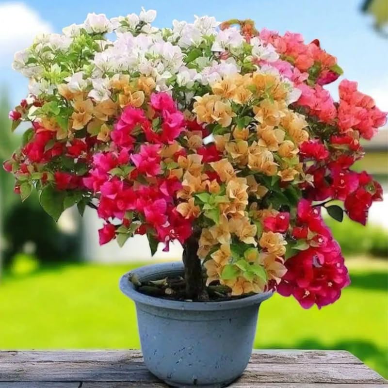 3 Mixed Bougainvillea Plants Live, 4-8” Tall Well-Rooted Bougainvillea Vine Flower Plants, Tropical Climbing Plants, No Pot