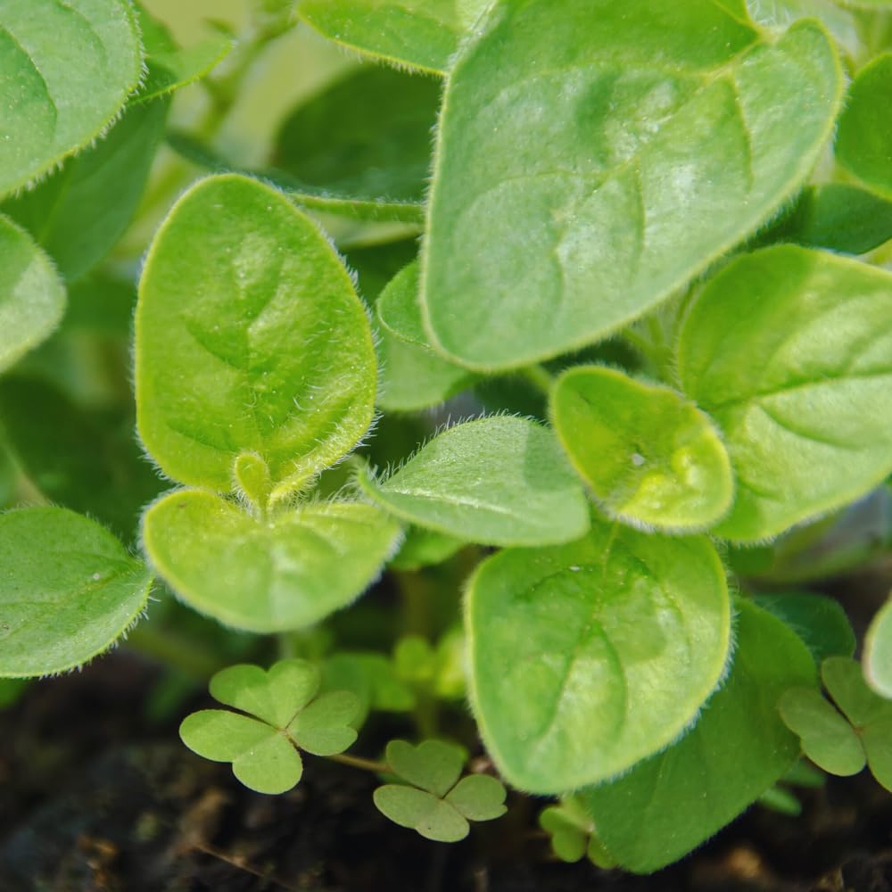 Set 2 of Cuban Oregano Plants Live Well Rooted 4 to 6 Inc Long