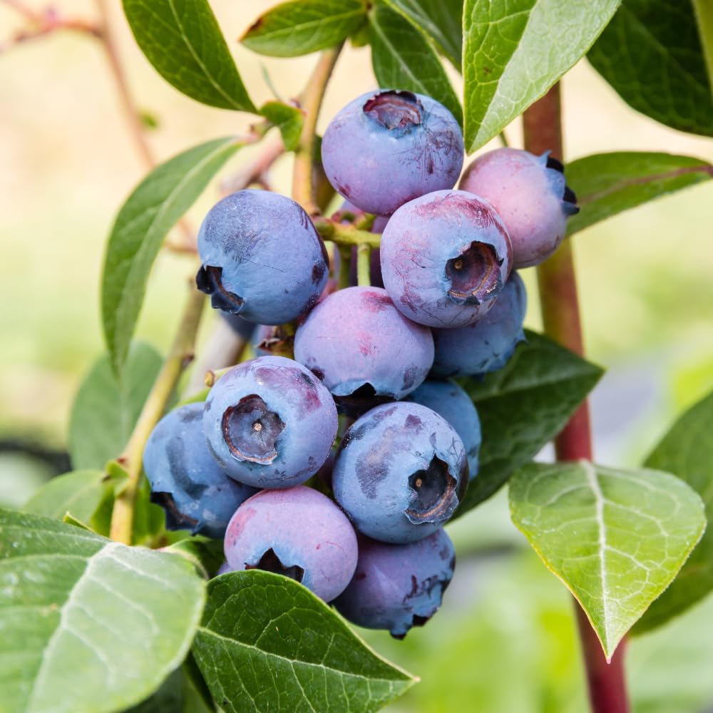 Live Blueberry Bushes, Hardy Early-Mid Season Blueberry Bush for Garden, 1-2 Ft Tall Plant in 1 Gallon Pot for Gardening, No Ship to CA
