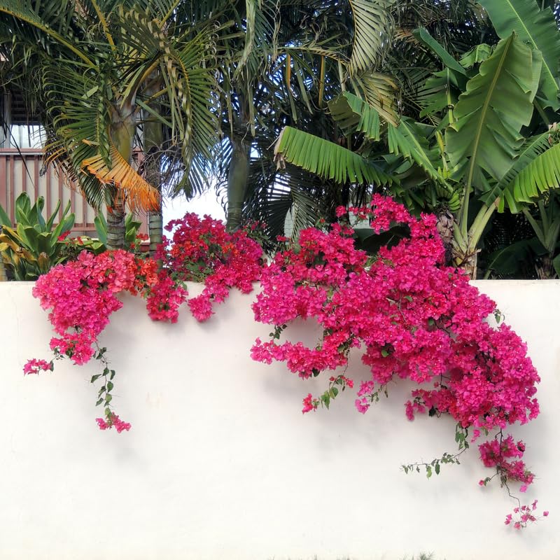 Set 2 Pink Magenta Bougainvillea Plants, 5-8" Tropical Bougainvillea Plant Starter, Colorful Perennial Blooms, Live Well Rooted Plant