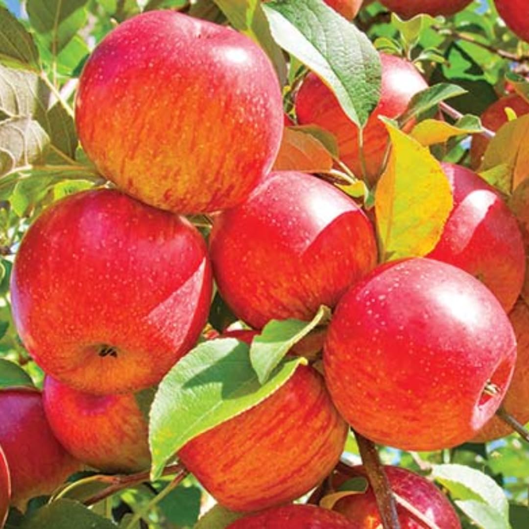 Gala Apple Tree Live Plant Up to 3 Feet, Bare Root Dormant, Spring Break Fruit Sweet Apple Trees Live Plants for Outdoor Planting, Cold Hardy Fruit