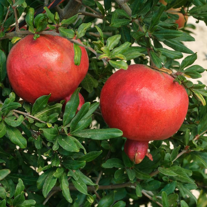 Pomegranate Tree, 1-2 Ft Tall in 1 Gallon Pot - Sweet Pomegranate Fruit Tree for Outdoor Garden, Patio and Container Growing, No Ship to CA