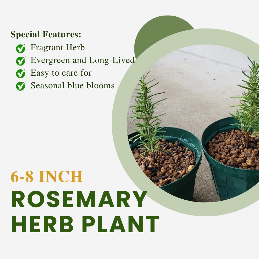 3 Starter Blue Rosemary Plants Live for Indoor Outdoor Planting, Cold Hardy, 4-6" in Tall