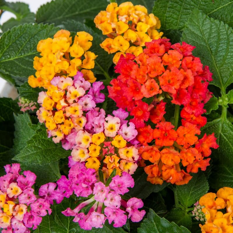 Pack 4 Lantana Plants Live, Hardy Flowering Perennial for Outdoor Planting, 4-8 Inches Tall, Mixed Blooms