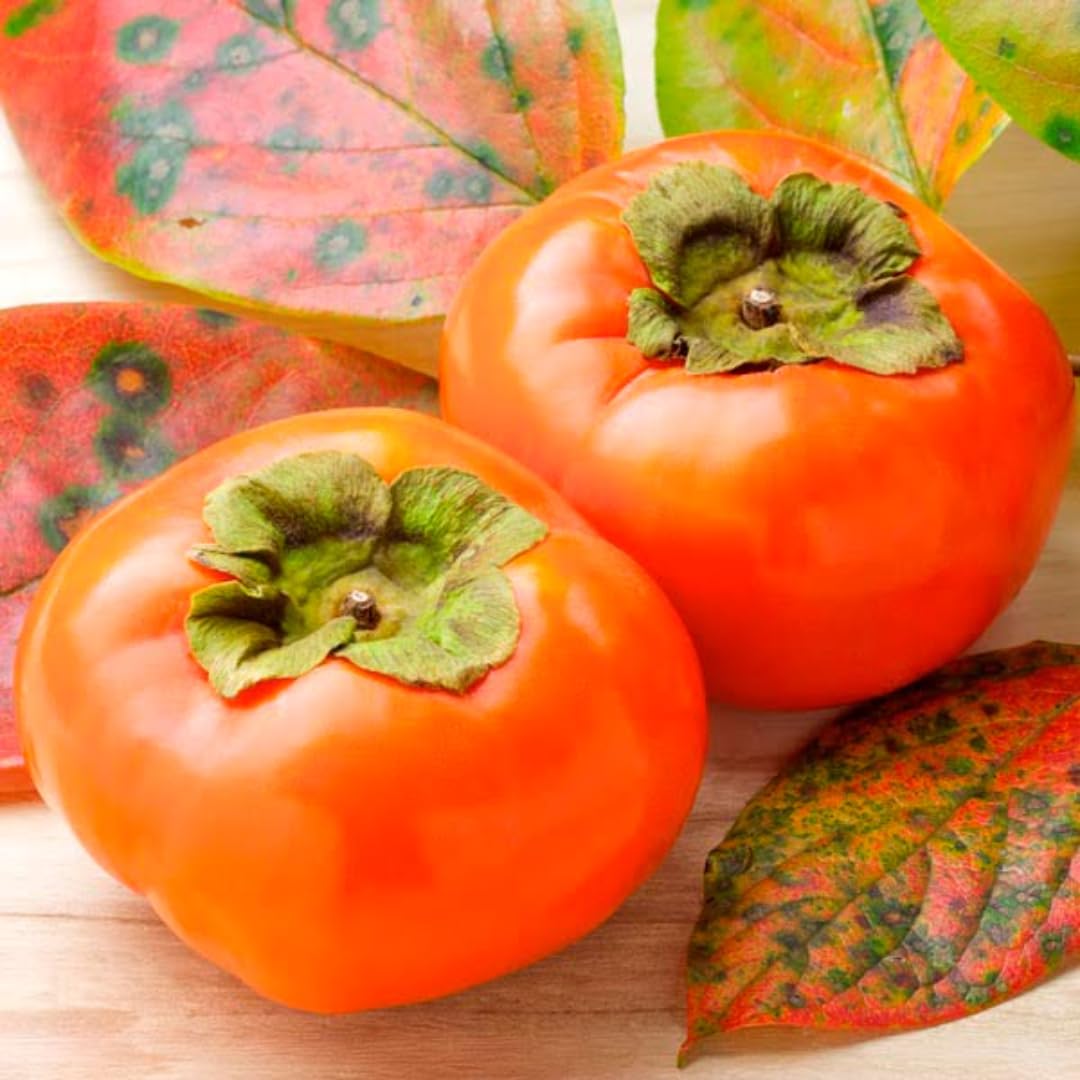 1 Year Old Persimmon Tree Live Plant Seedling, Cold Hardy, Sweet American Persimmon for Outdoor Spring Planting