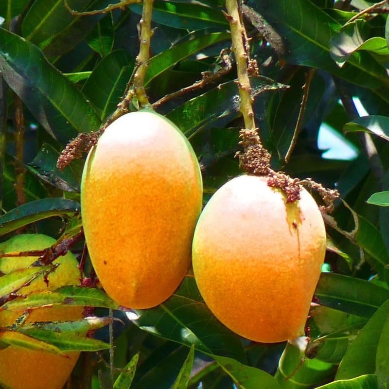 Golden Yellow Mango Tree Live Plant Grafted, 2–3 Feet Tall in 3 Gallon Pot, Sweet Tropical Mango Fruit Tree