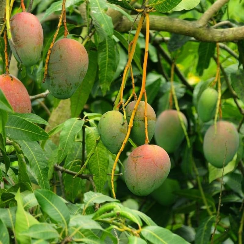 Red Yellow Tree Plant 2-3ft Tall in 3 Gallon Pot for Outdoor Planting, Mango Plant Live, High Yield Tropical Fruit Tree, No Ship to CA