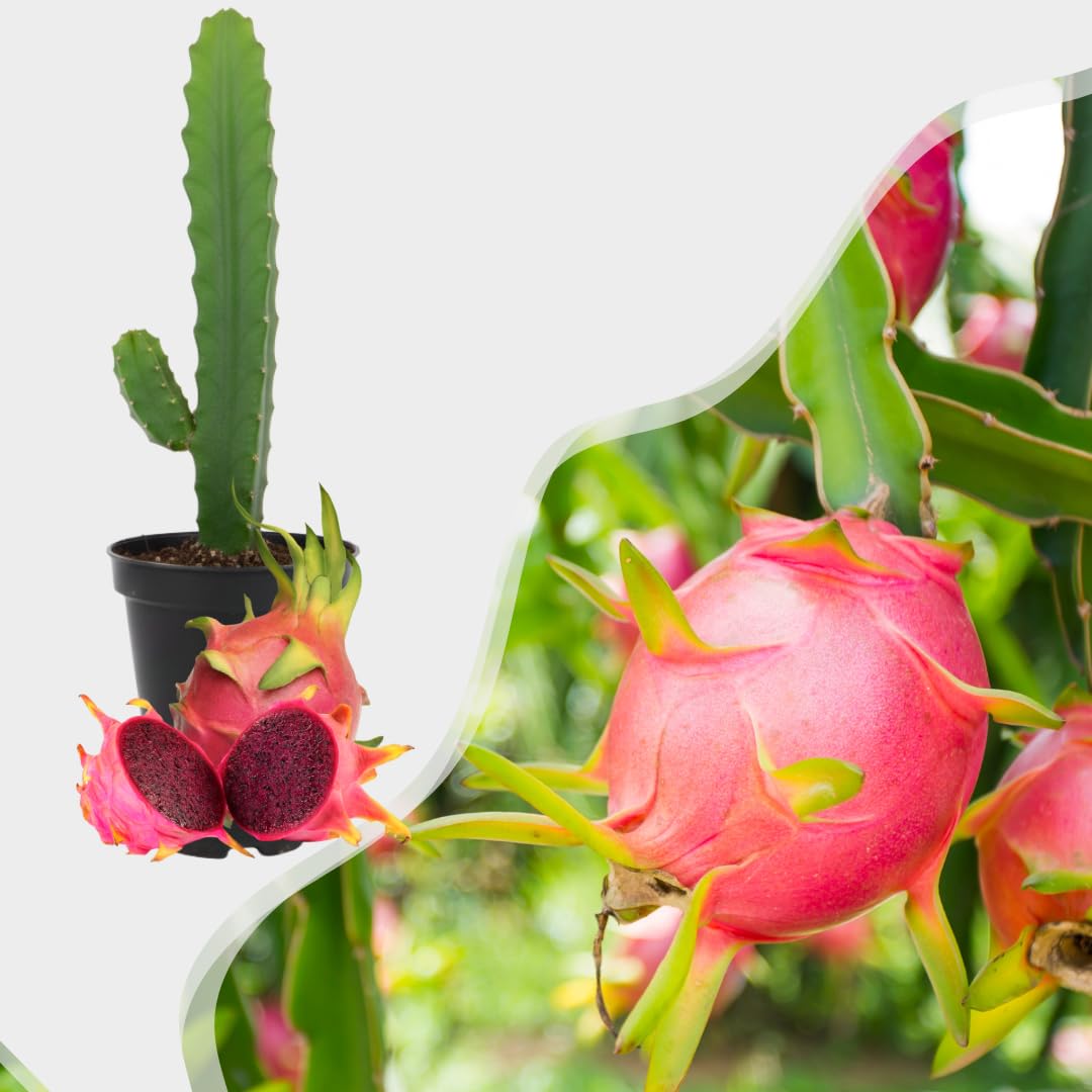 Live Dragon Fruit Plant, Sweet Dragon Fruit Vine Plant, Tropical Plant,1 Gallon Potted for Growing (Red)