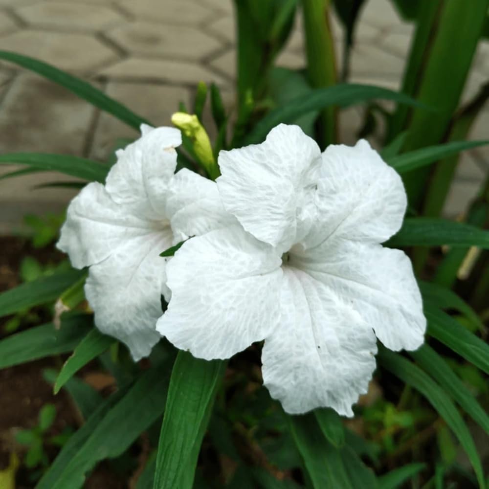 6 Mexican Petunia Live Plants, Vibrant, Low-Maintenance Perennial Flowers, 4-7 Inches, Garden or Containers Growing (Dwarf White)