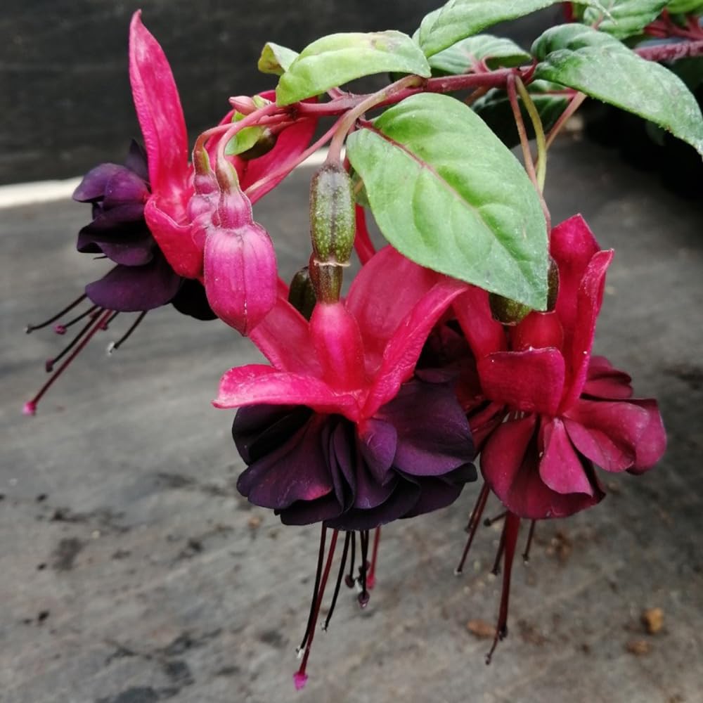 Black Red Fuchsia Plant Live, Fuchsia Flower Plant, Indoor Outdoor Garden Planting, 2-4 Inches Tall