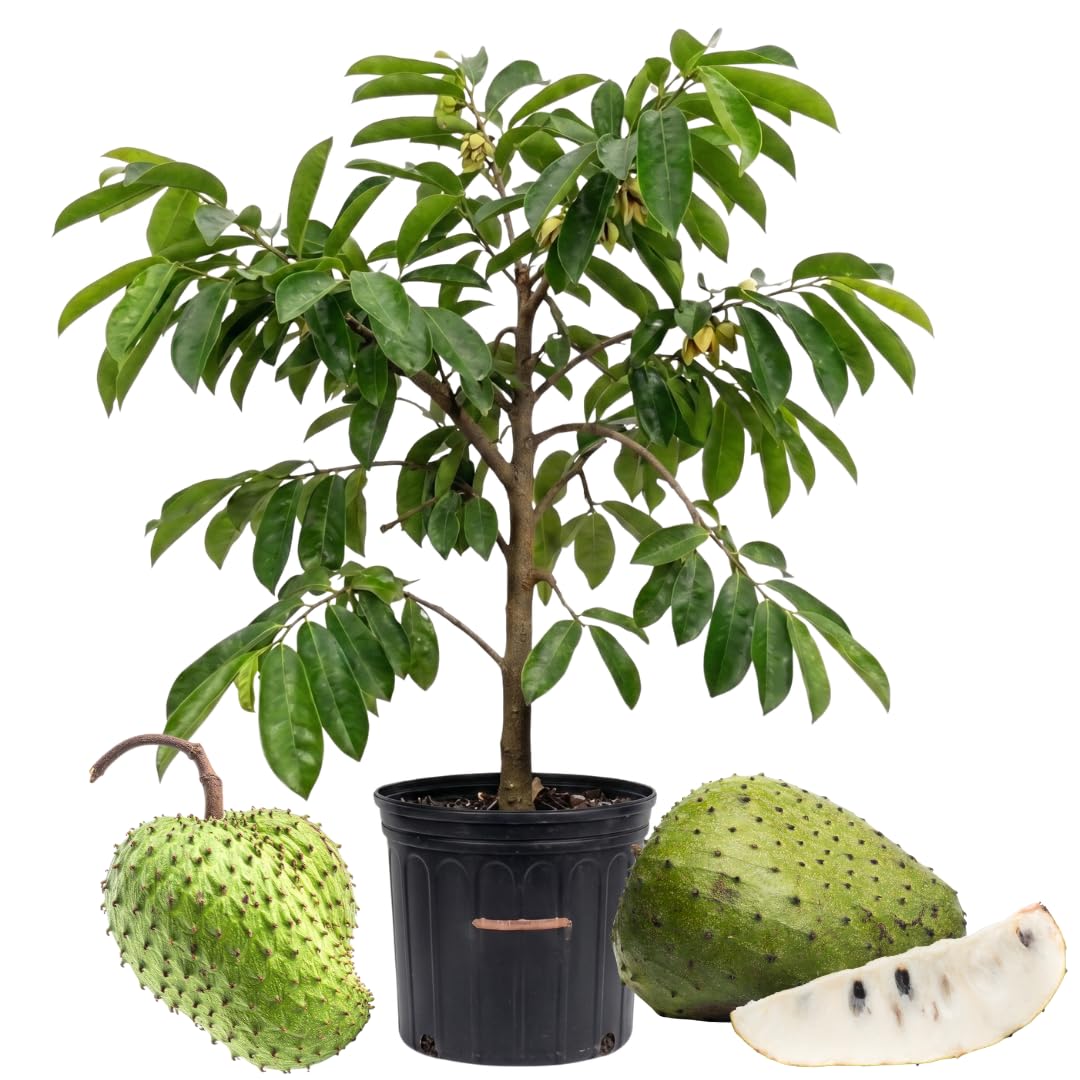 Live Soursop Tree, Guanabana Giant Soursop Tree Live Plant in 1 Gallon Pot for Planting Outdoors, No Ship to CA