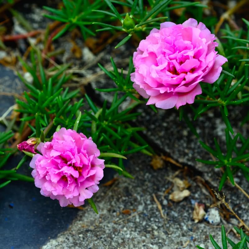 2 Pink Moss Rose Plants, Annual Portulaca Flowers for Garden, Hanging Baskets, Well Rooted Plugs 3-5 Inches