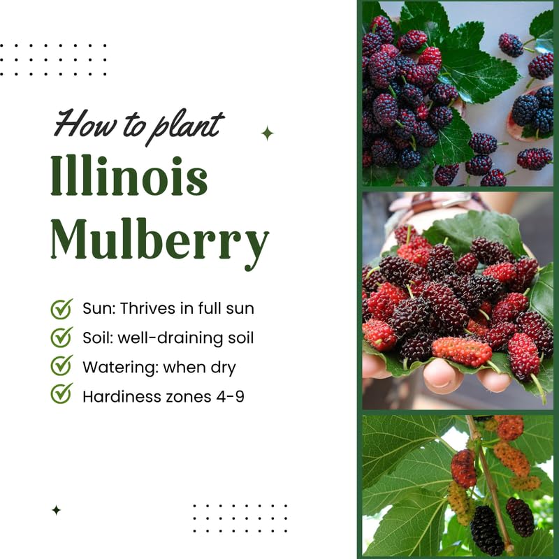 Illinois Mulberry Tree Live Plant, Hardy Mulberry Fruit Tree for Planting Indoor Outdoor, Sweet Mulberries Tree Well Rooted 4-8'' Tall