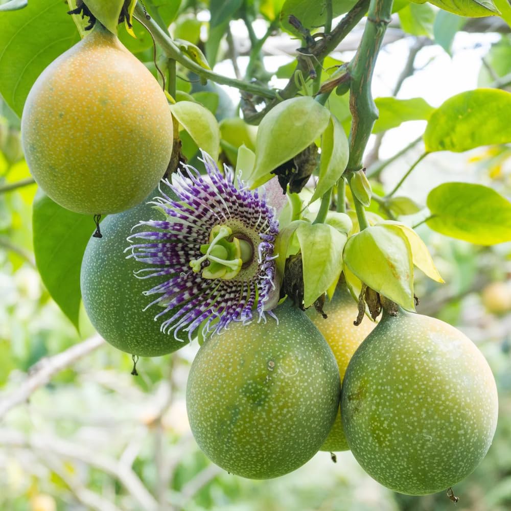 Yellow Passion Fruit Plant Live, Passionfruit Vine 4-6 Inch Tall, Edible Fruit Tree, Outdoor Garden