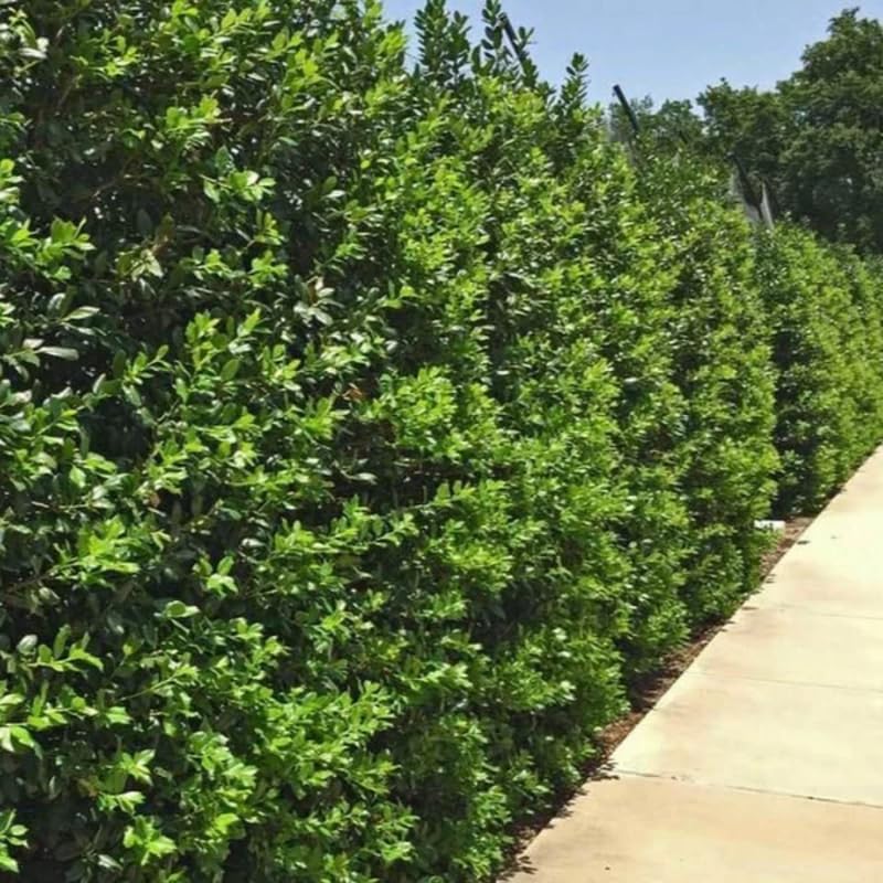 Needle Holly Tree Live Plant in Quart Pot, Elegant Plant for Landscapes,Yard, Outdoor Planting, Dormant in Winter, Fast Growing Shrub Hardy