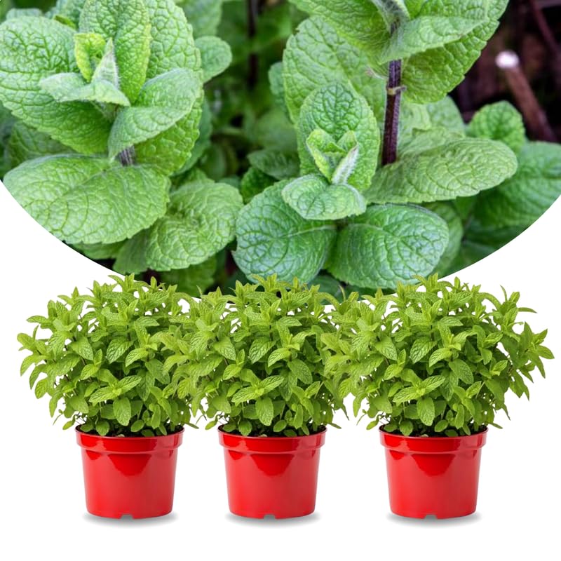 Sets 3 Mojito Mint Plants Live Fast Growing for Spring Planting, Fragrant Culinary Herb Mint for Indoor Outdoor Gardening, Cold Hardy