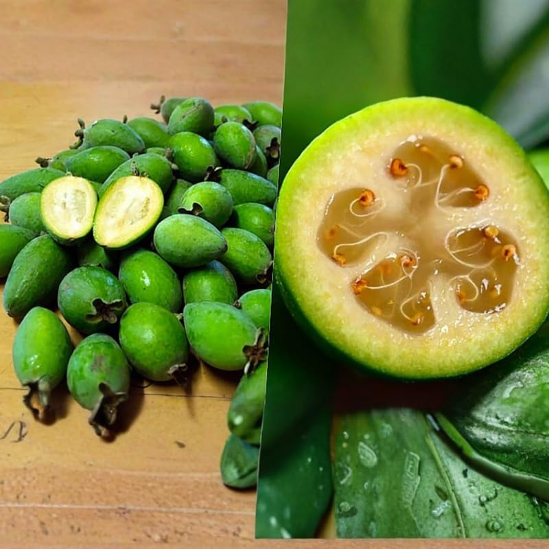 Pineapple Guava Tree Live Plant for Outdoor Planting, Guava Live Plant from 20-24" Inches Tall in 1 Gallon Pot, No Ship to CA