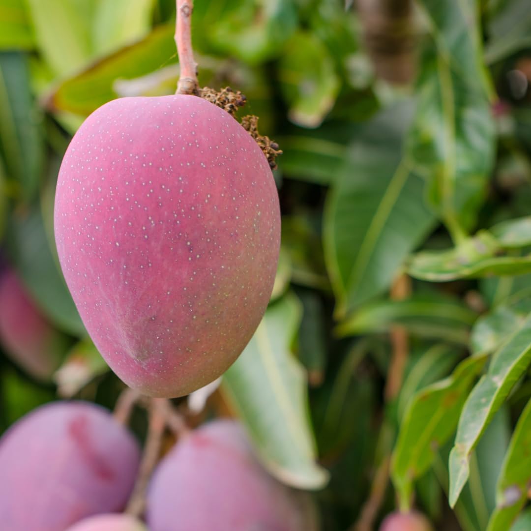 Mango Tree Live Plant, Sweet Mango Plant, Tropical Fruit Tree in 3 Gallon Pot for Outdoor Planting (Red Mango)