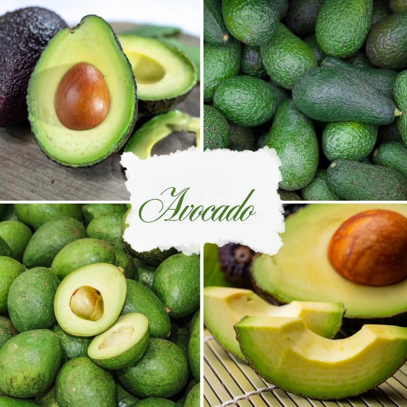 Light Green Avocado Tree Live Plant in 3 Gallon Pot, 1-2' Tall, Avocado Fruit Tree, Cold Hardy for Planting, No Ship to CA