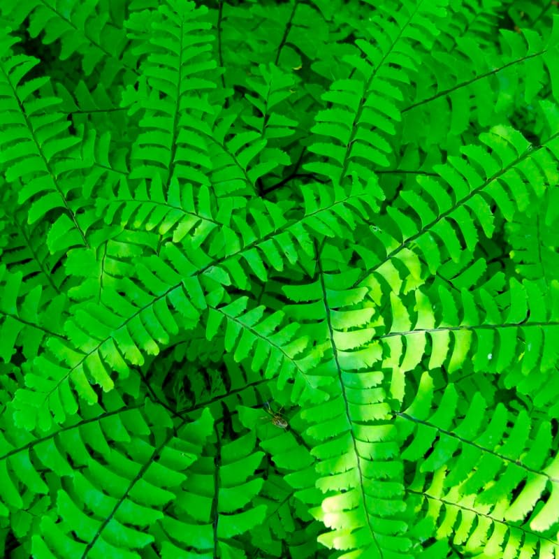 Set 5 Maidenhair Ferns Bare Roots, Ferns Live Plants 4-6 Inches, Hardy Ferns for Shade for Outdoor Garden