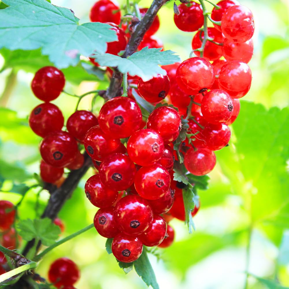 Red Currant Plant Live, Currant Bush, Fruit Bearing Berry, 3-6" Tall