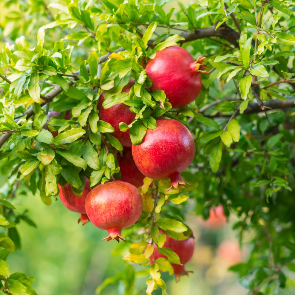 Red Pomegranate Plant Live, Pomegranate Tree Live Plants, Tropical Fruit Tree for Edible Garden, 3 Gallon Pot, 2 to 3 Feet Height, No Ship to CA