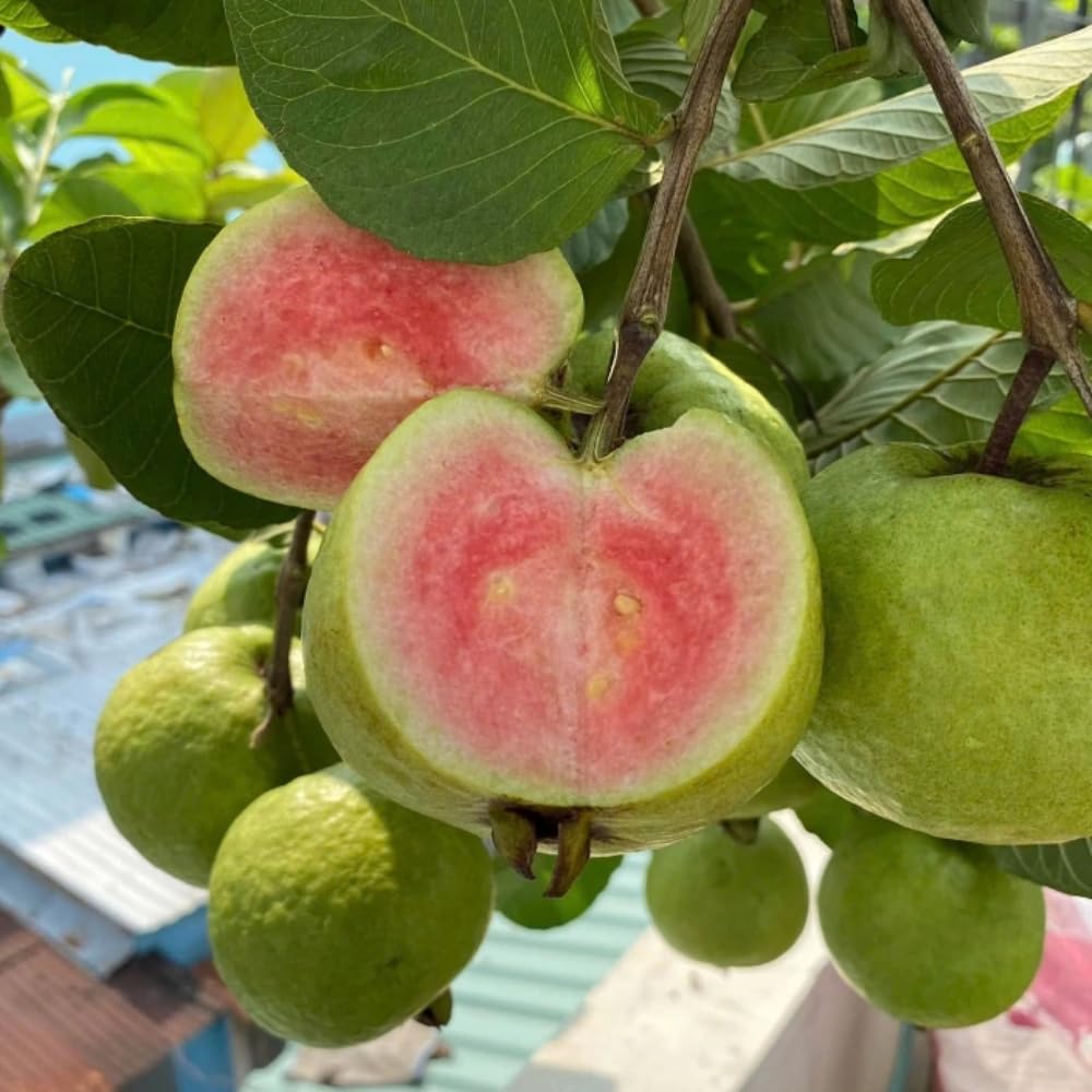 Ruby Guava Plant Live, Hardy Tropical Guava Plant 3-4 Feet, Guava Fruit Tree Well Rooted in 3 Gallon Pot, No Ship to CA